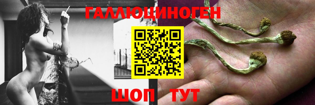 Рославль  Псилоцибиновые грибы Psilocybine cubensis  Вход с VPN 